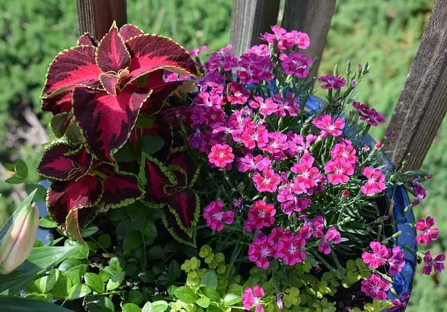 23 Top Fall Flowers for Container Gardens