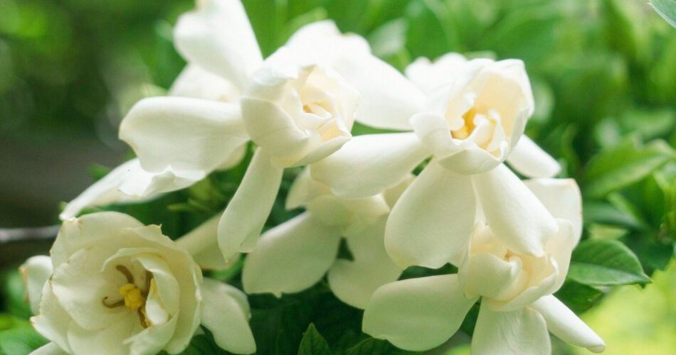 27 Best Fragrant Flowers to Grow in Your Garden