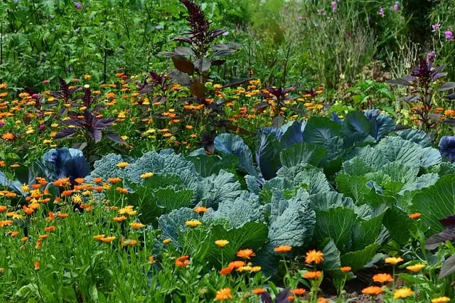 8 Flowers to Grow in Your Vegetable Garden