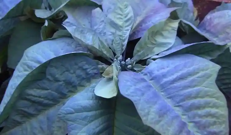 Are Blue Poinsettias Real?