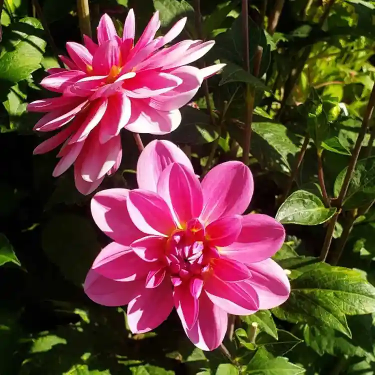 Dahlia Flowers: How to Remove and Store Tubers Through the Winter