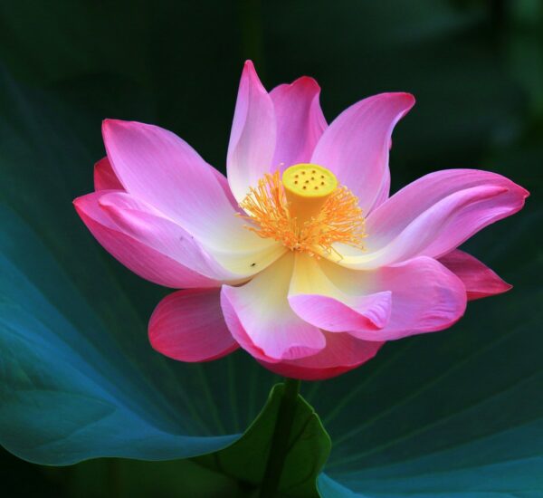 Flower Meaning Symbolism and Colors