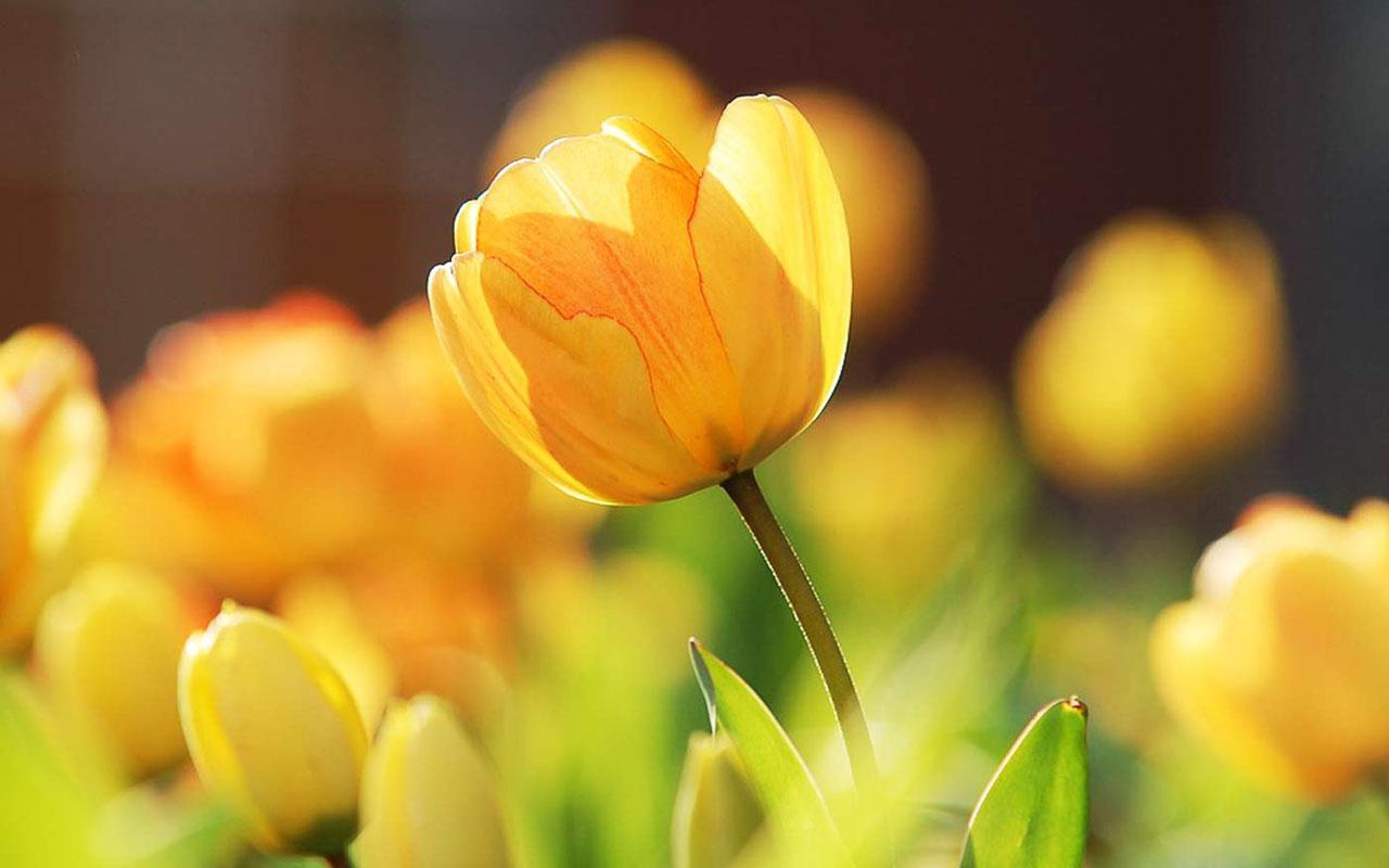 How To Get Your Tulips to Come Back Each Year