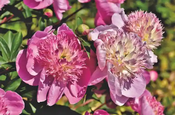 How To Support Peonies