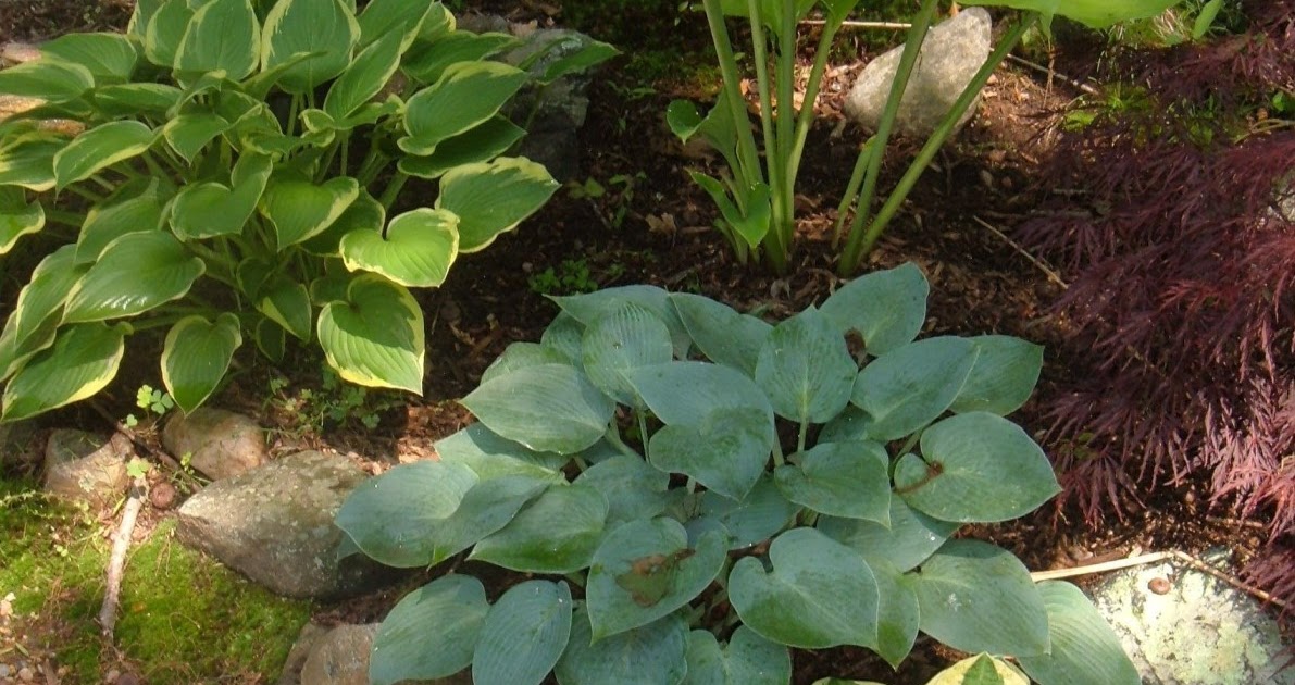 How To Divide Hostas