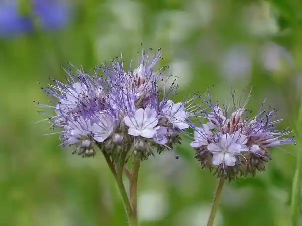 How to Grow American Pennyroyal (Hedeoma pulegiodes)