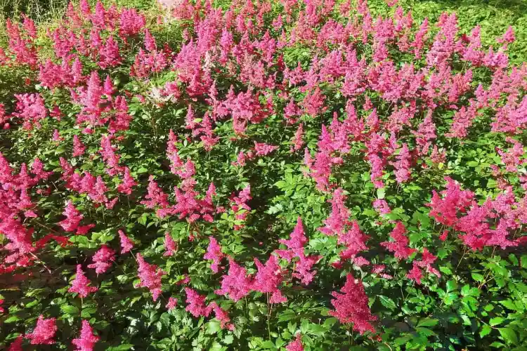 How to Grow Astilbe Flowers