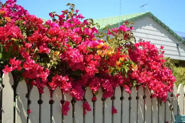 How to Grow Bougainvillea Flowers