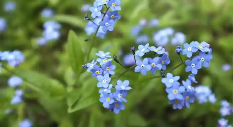 How to Grow Forget Me Not Flowers, Explained