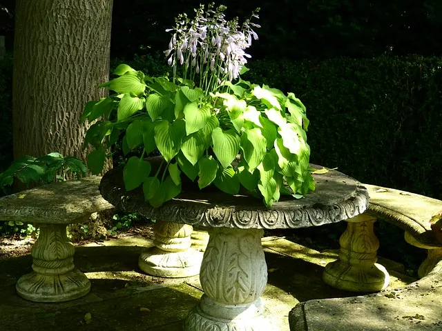 How to Grow Hostas in Pots and Planters