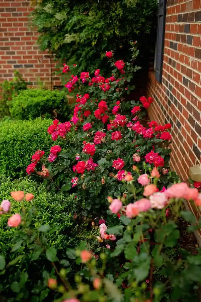 How to Grow Knockout Roses