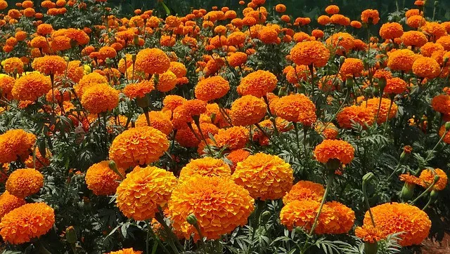 How to Grow Marigold Flowers