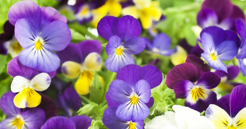 How to Grow Pansy Flowers