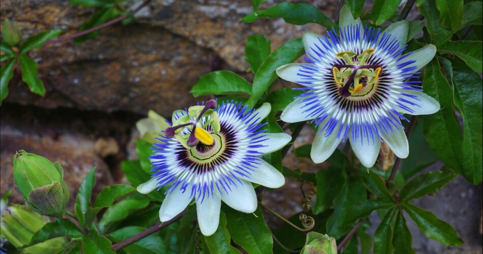 How to Grow Passionflower