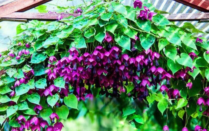 How to Grow Purple Bell Vine Flowers (Rhodochiton Atrosanguineus)