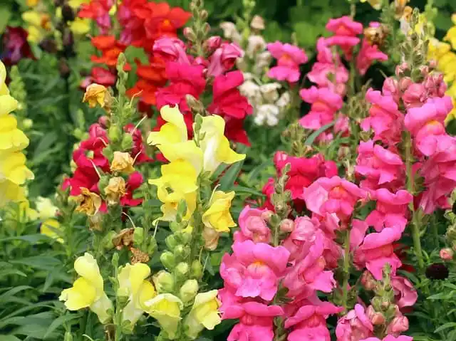 How to Grow Snapdragons