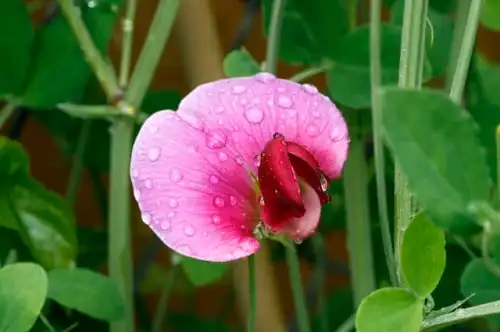 How to Grow Sweet Pea Flowers