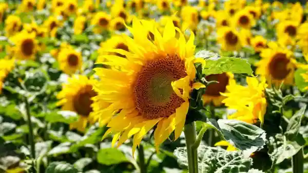 How to Grow and Harvest Sunflowers