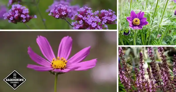 List of Easy to Grow Purple Flowers for Your Garden - rachelrabbitwhite.com