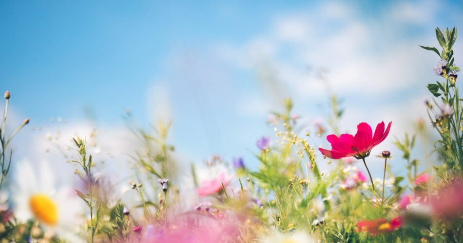 List of Top Pink Flowers to Grow in Your Garden