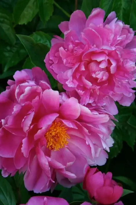 Peonies Are Not Blooming