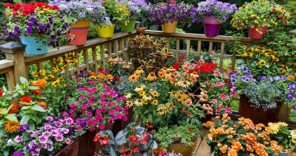 Top Flower Gardening Questions, and the Answers!_1