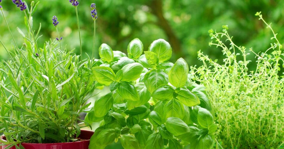 10 Herbs You Should Never Plant Together