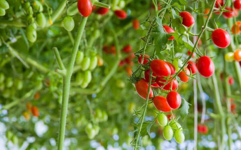 20 Disease Resistant Tomato Varieties to Grow This Season