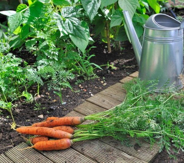 9 Watering and Fertilizing Carrots Tips for a Successful Harvest