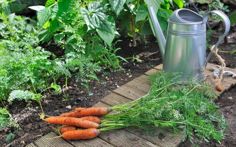 9 Watering and Fertilizing Carrots Tips for a Successful Harvest