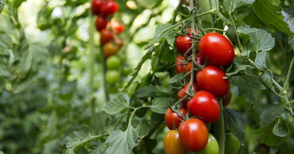 A Guide to Using Bone Meal on Tomato Plants