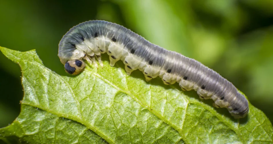 Armyworms / Cutworms: How to Identify and Fight These Garden Pests