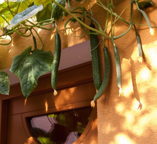 Climbing Cucumbers: Maximize Your Harvest with Vertical Gardening