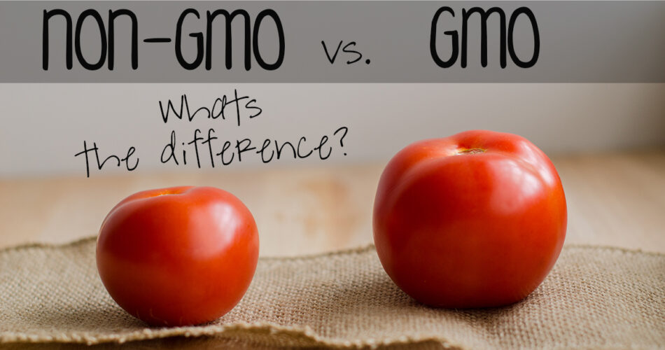 GMO vs. Non GMO Tomatoes, fully explained