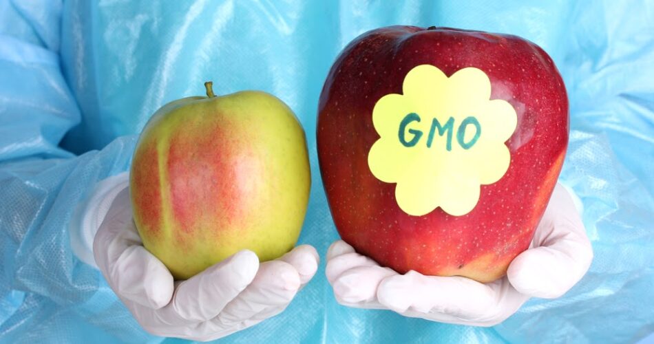 GMO vs. Non GMO Tomatoes, fully explained