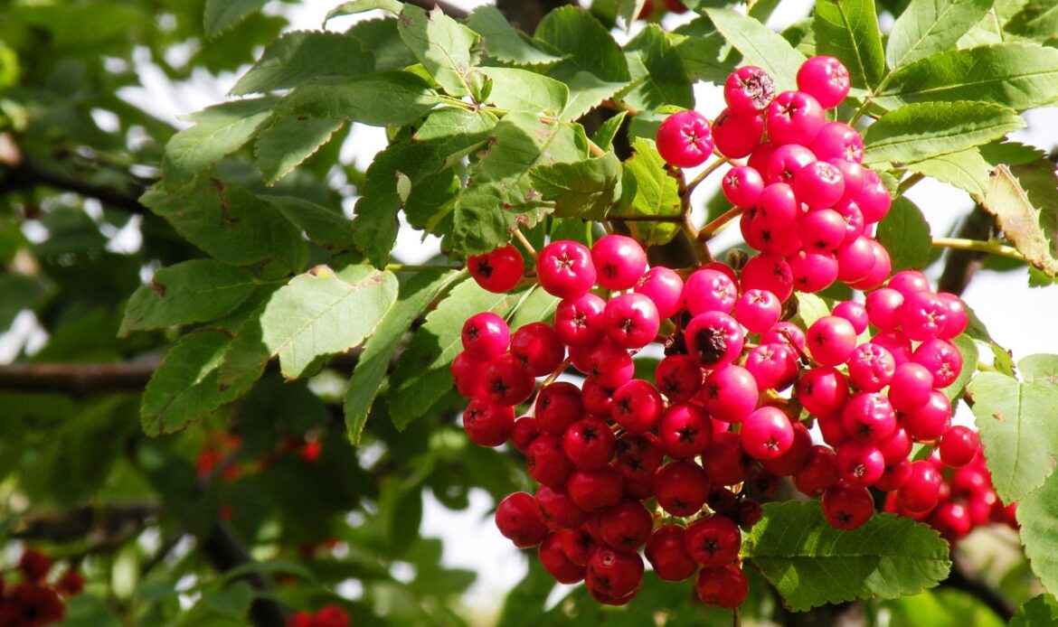 Here are 15 Evergreen Trees with Red Berries to Consider Growing ...
