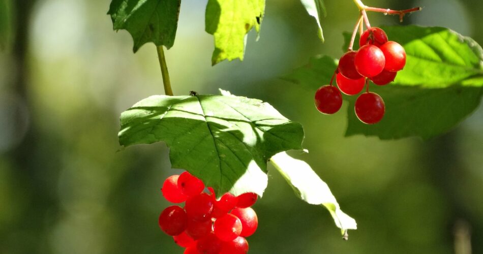 Here are 15 Evergreen Trees with Red Berries to Consider Growing