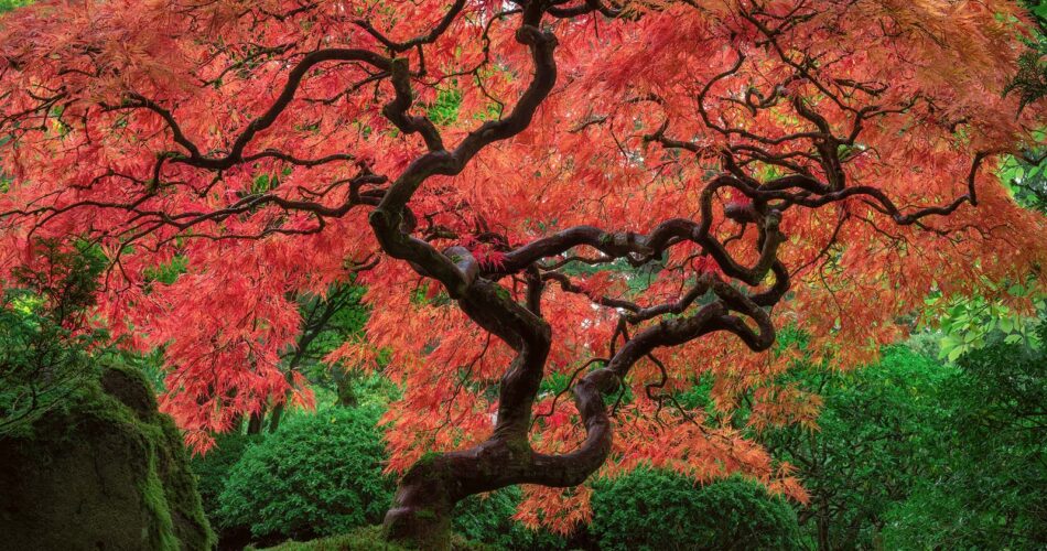 Here are 15 Things You Can Plant Under a Japanese Maple Tree
