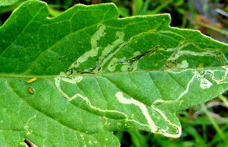 How to Fight Leaf Miners: A Gardener’s Guide