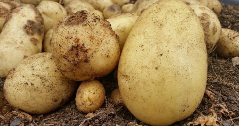 How to Fight Potato Scab Disease