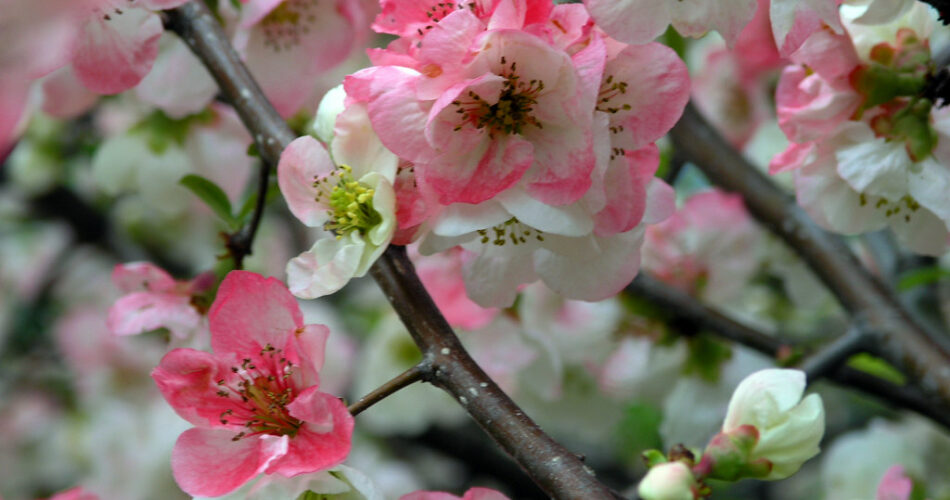 How to Grow Toyo Nishiki – Flowering Quince (Chaenomeles speciosa)