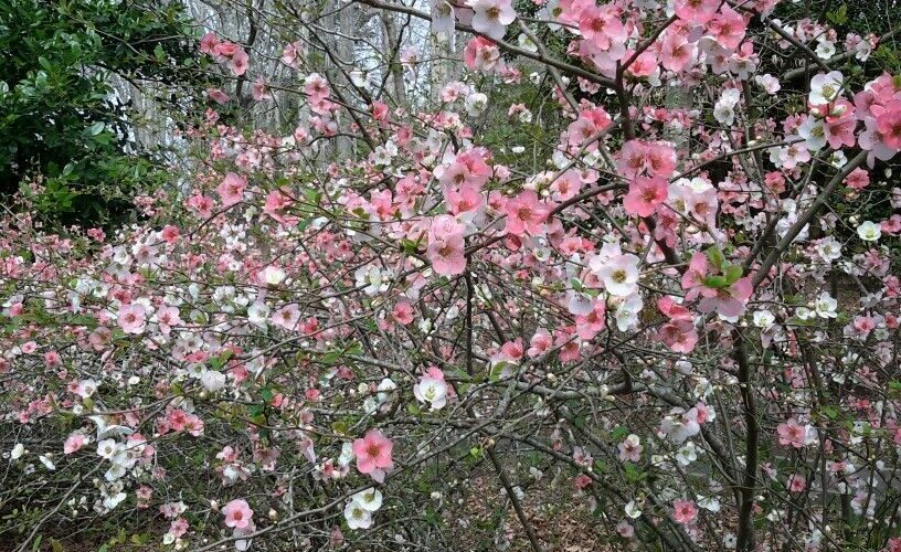 How to Grow Toyo Nishiki – Flowering Quince (Chaenomeles speciosa)
