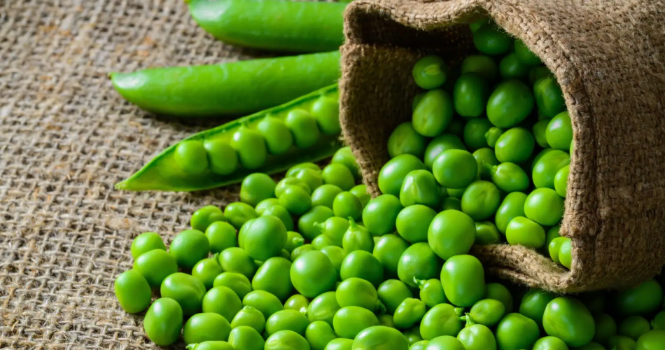 How to Grow Winter Peas (Field Peas), a Guide
