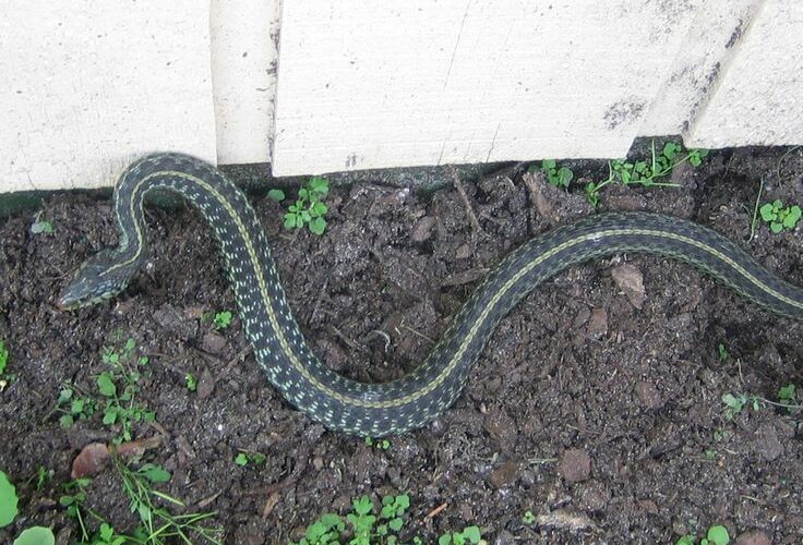 How to Keep Snakes Out of Your Garden