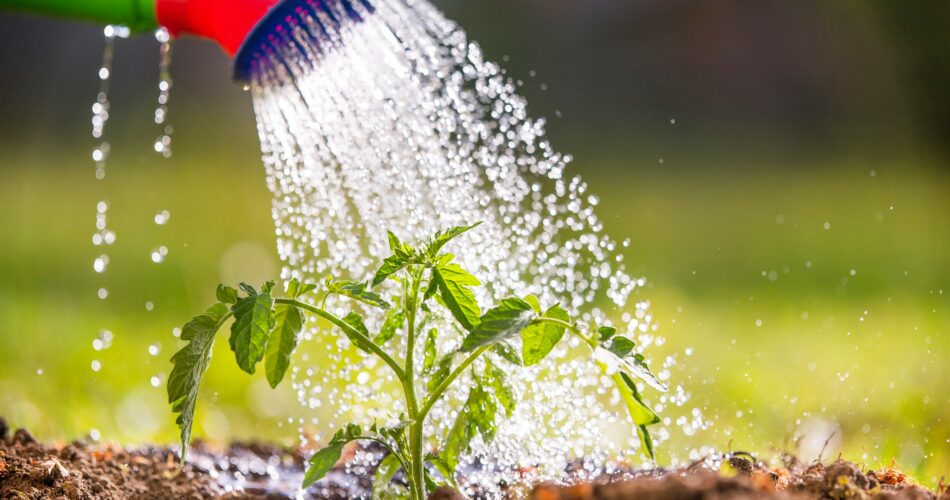 Quick Tip: Create a Watering Schedule to Avoid Neglecting Your Plants