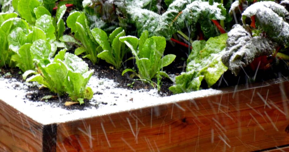Quick Tip: Don’t Stop Gardening Just Because It’s Cold