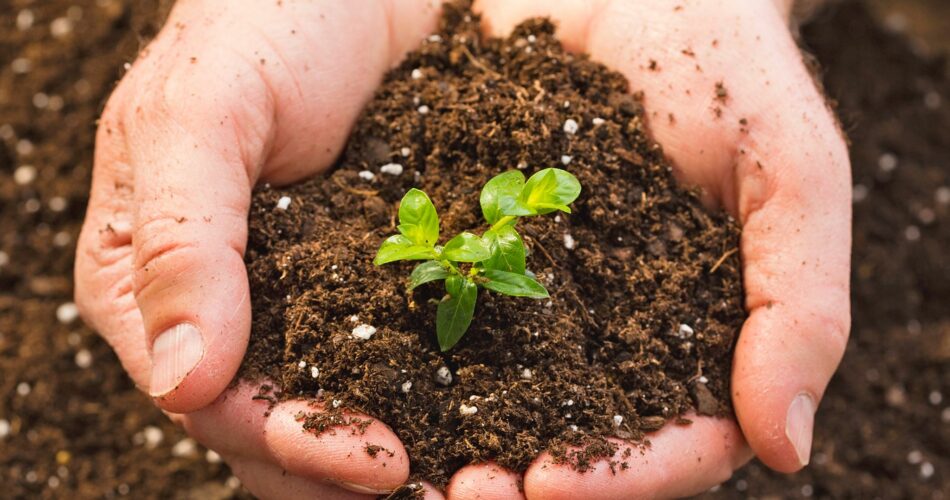 Quick Tip: Save Soil from Purchased Plants