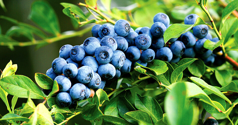 Quick Tip: Turn One Blueberry Bush into Many with Cuttings and Offshoots Plants