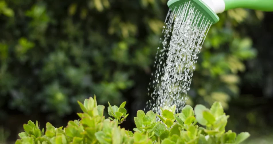 Quick Tip: Water Your Plants Deeply