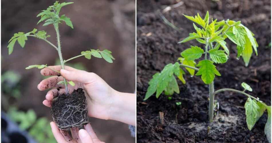 Transplanting Tomatoes in Pots: Caring for New Container Tomato Plants Properly